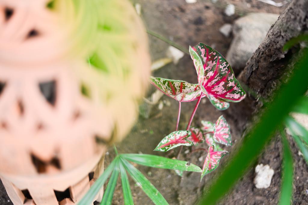 Pai Wood Life Resort エクステリア 写真